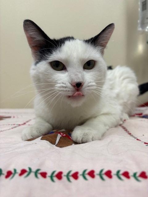 Enlarge Pandora, a Adoptable mixed breed in Ladysmith, WI image 2/4