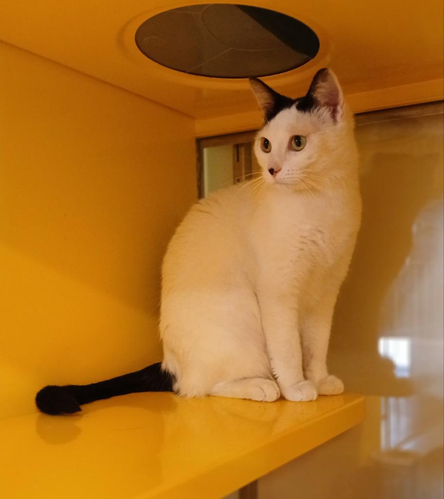 Enlarge Pandora, a Adoptable mixed breed in Ladysmith, WI image 4/5