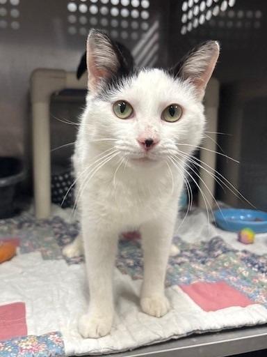 Enlarge Pandora, a Adoptable mixed breed in Ladysmith, WI image 3/3