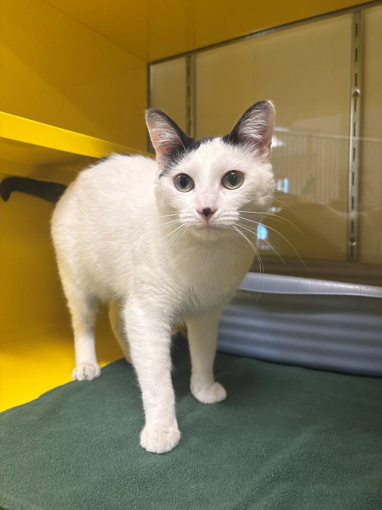 Pandora, a Adoptable mixed breed in Ladysmith, WI image 5/6
