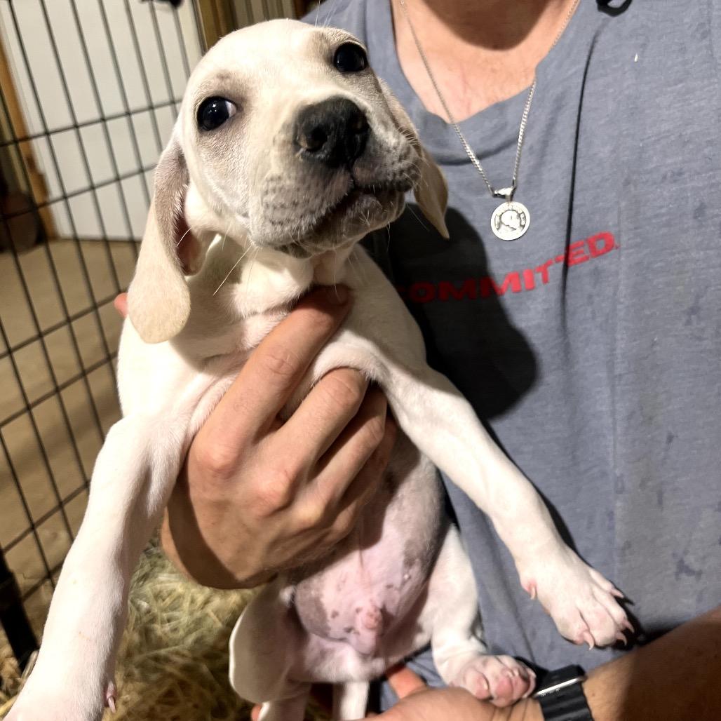 Flurry, Adoptable, Puppy Male Rottweiler & Labrador Retriever.