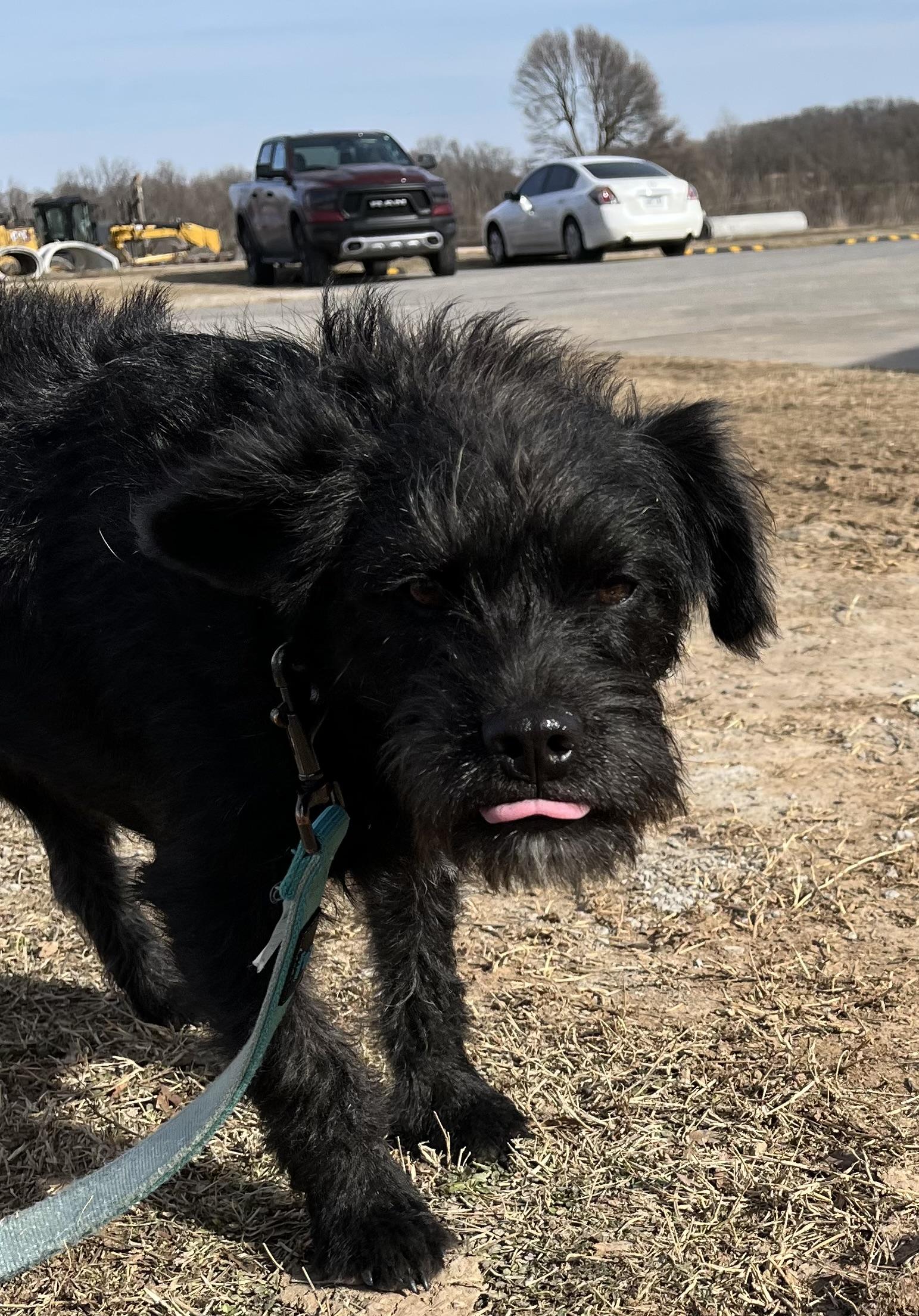 Forest, a Adopted Miniature Schnauzer in Centerton, AR image 1/3