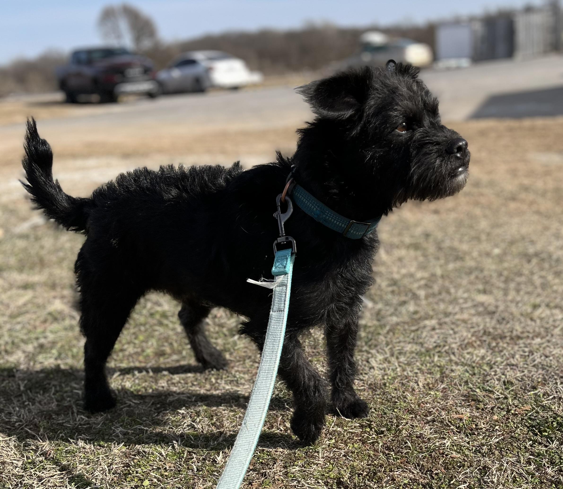 Forest, a Adopted Miniature Schnauzer in Centerton, AR image 2/3