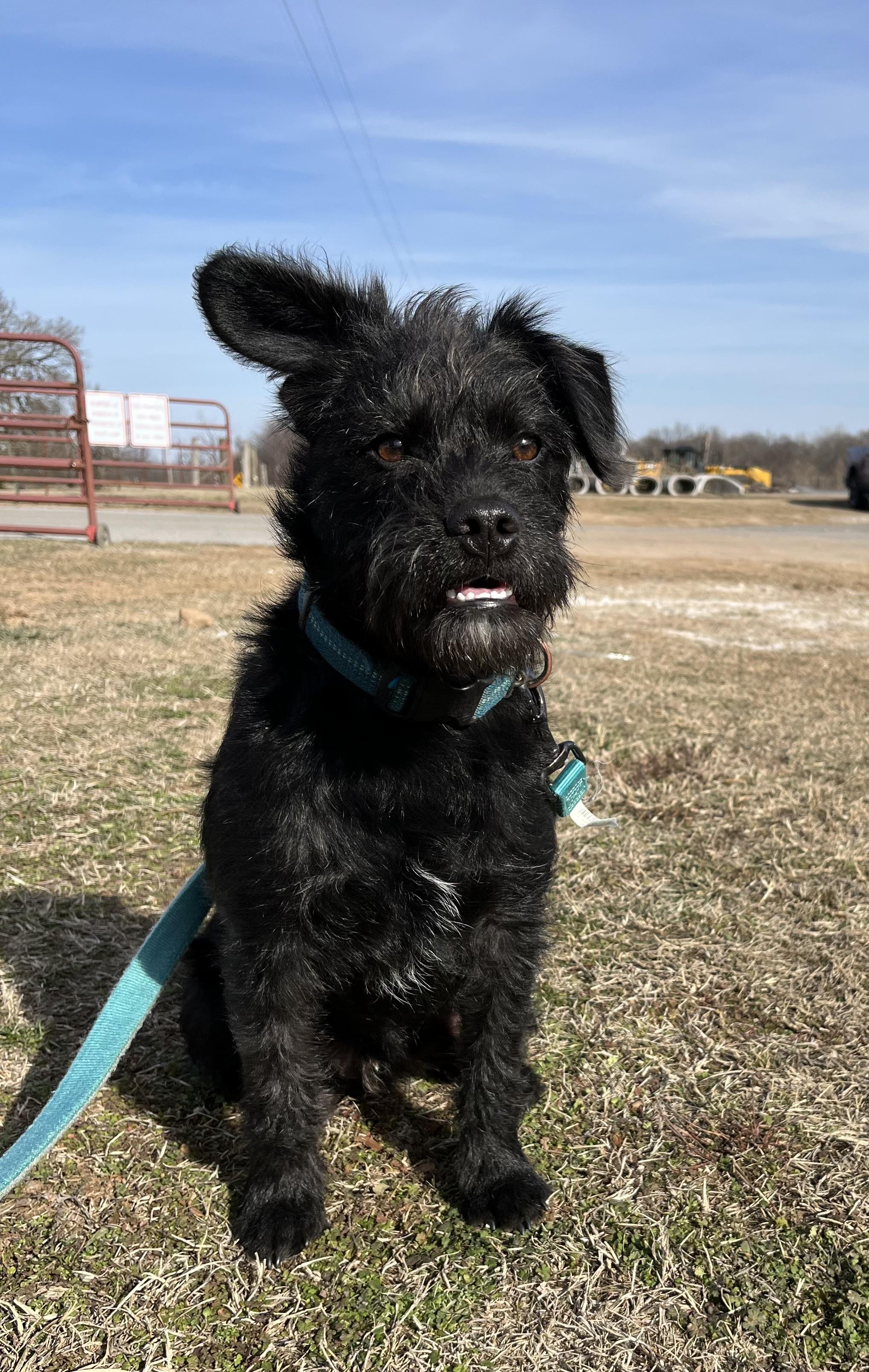 Forest, a Adopted Miniature Schnauzer in Centerton, AR image 3/3