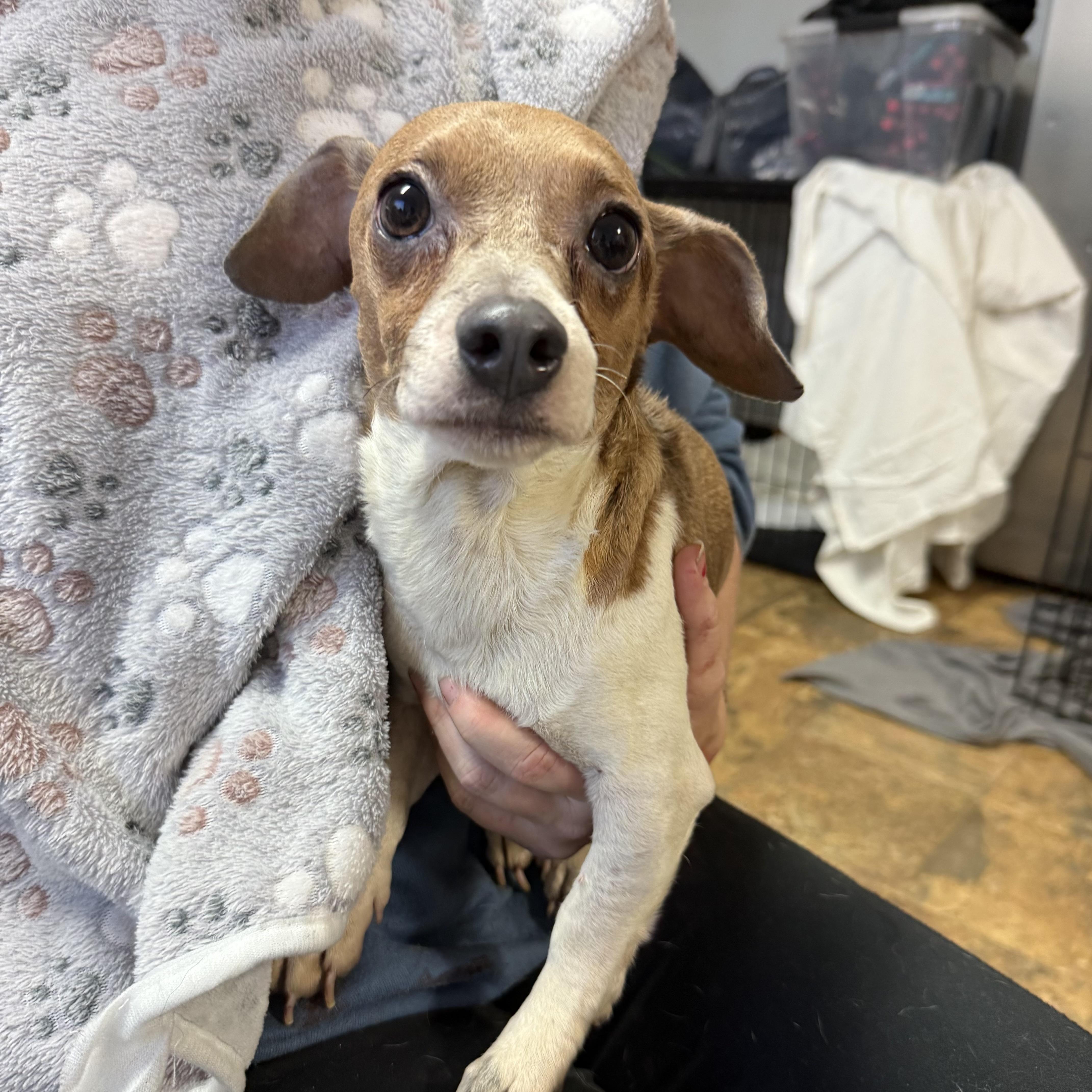 Patriot — thumbnail 5