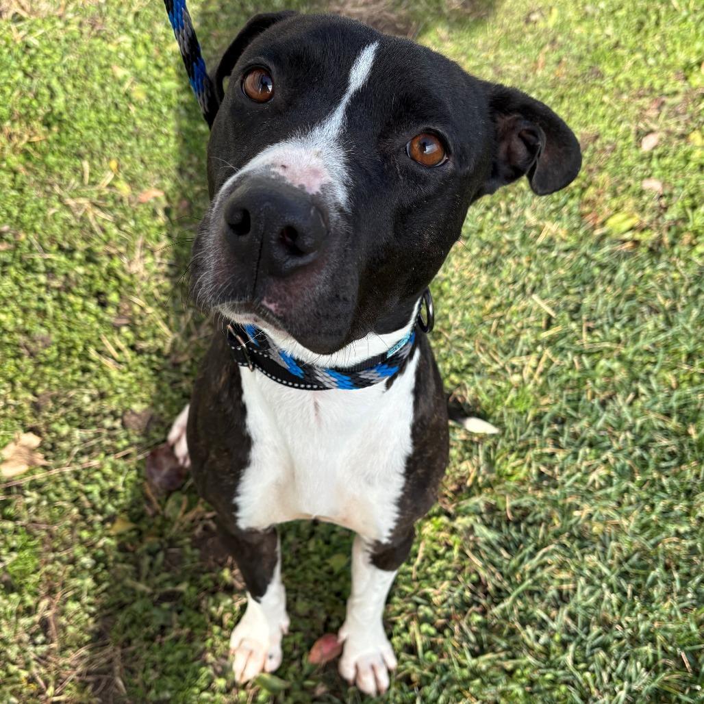 Dina, Adoptable, Adult Female Mixed Breed.