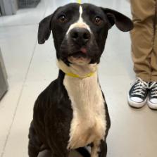 Dart, a Adoptable Mixed Breed in East Hanover, NJ image 2/4