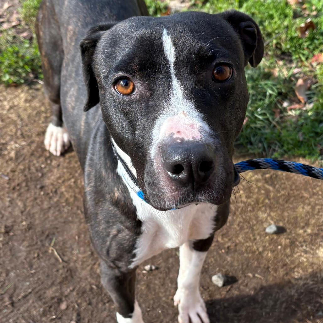 Dart, a Adoptable Mixed Breed in East Hanover, NJ image 3/4