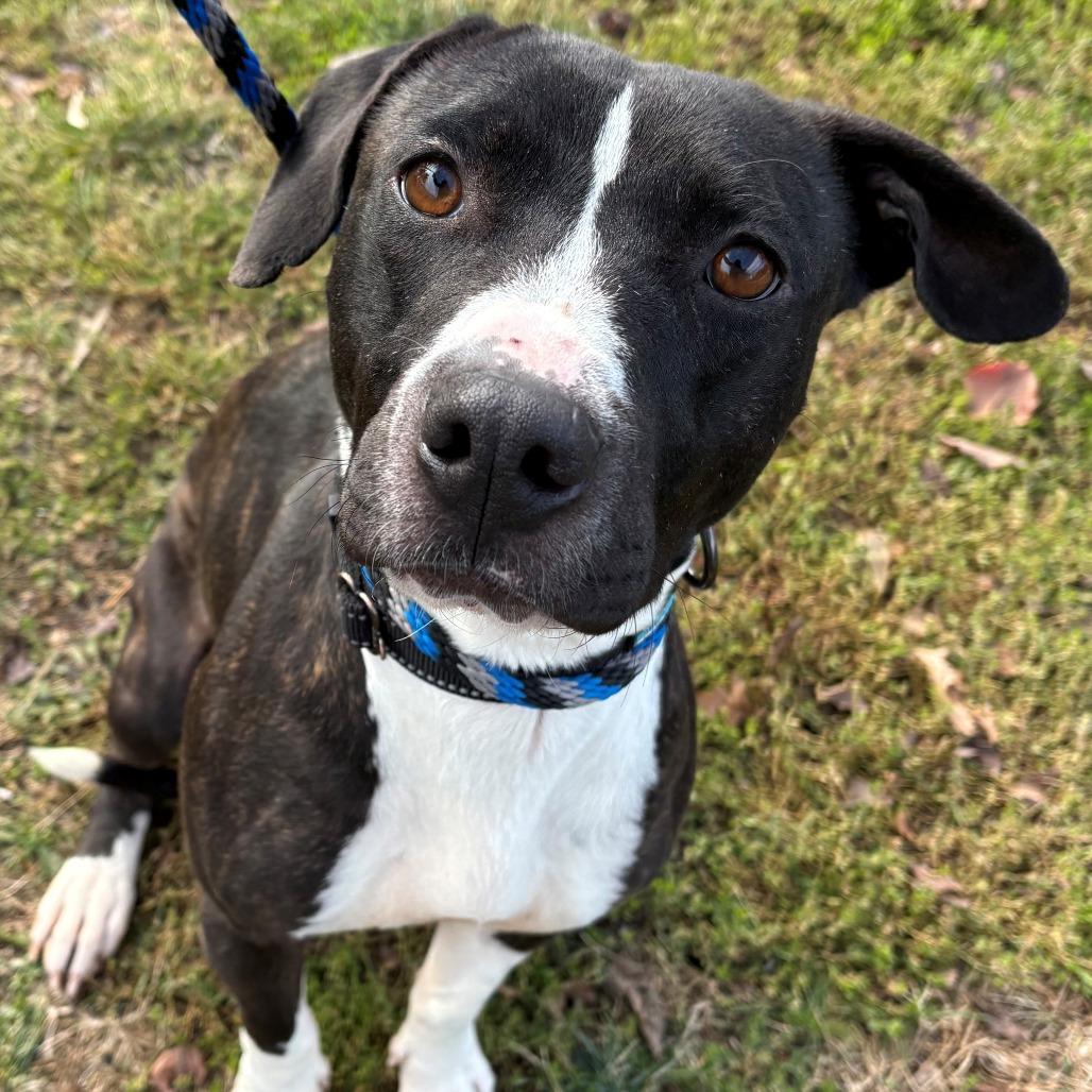 Enlarge Dina, a Adoptable Mixed Breed in East Hanover, NJ image 3/4