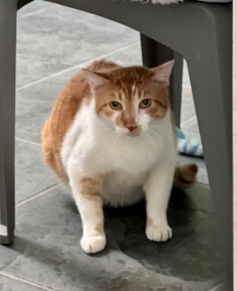 Marmalade, a ADOPTABLE mixed breed in Englewood, FL image 2/2