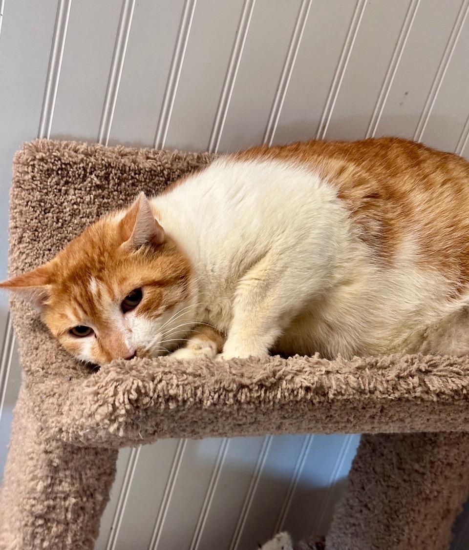 Marmalade, ADOPTABLE, Adult Male Domestic Short Hair.