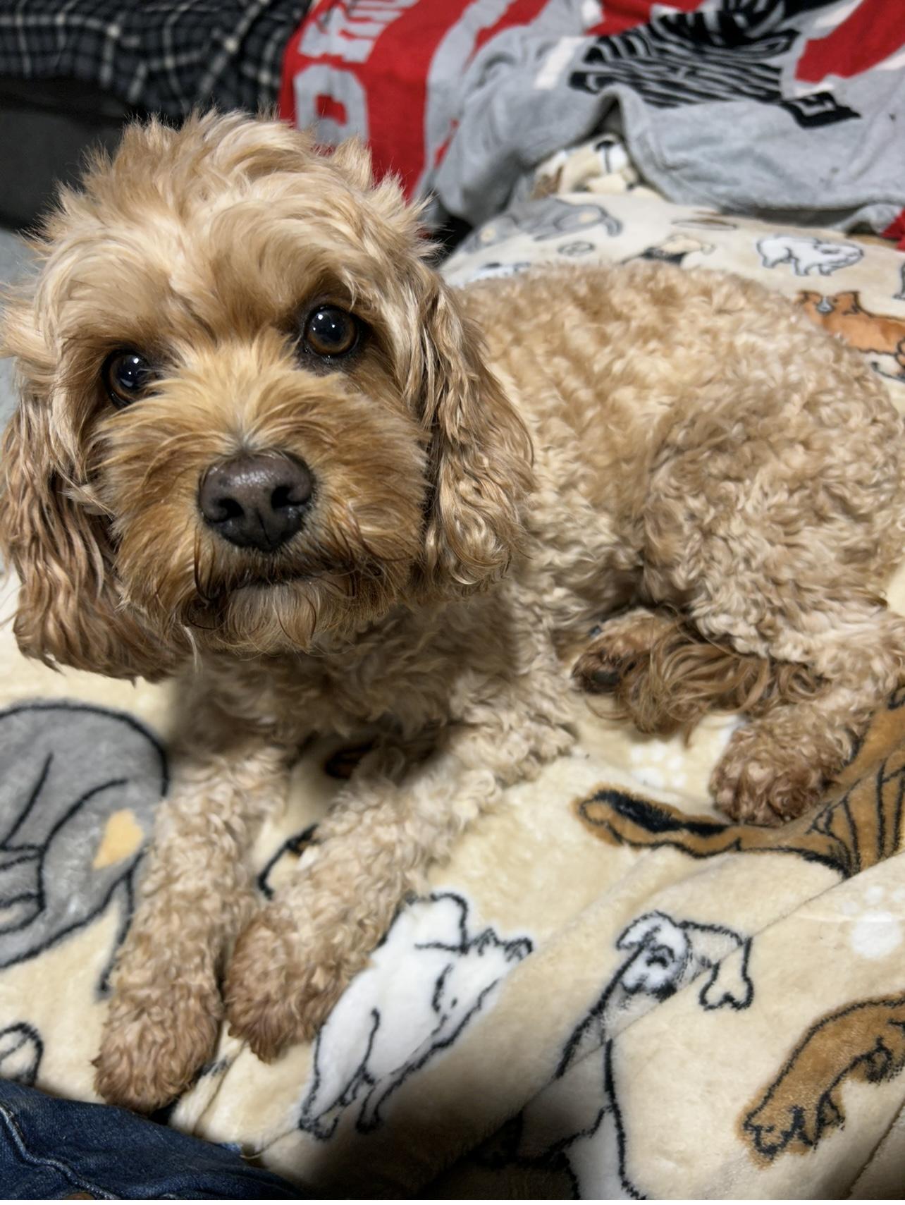 Betsy. 16 lbs , a Adoptable Cavapoo in Antwerp, OH image 2/2