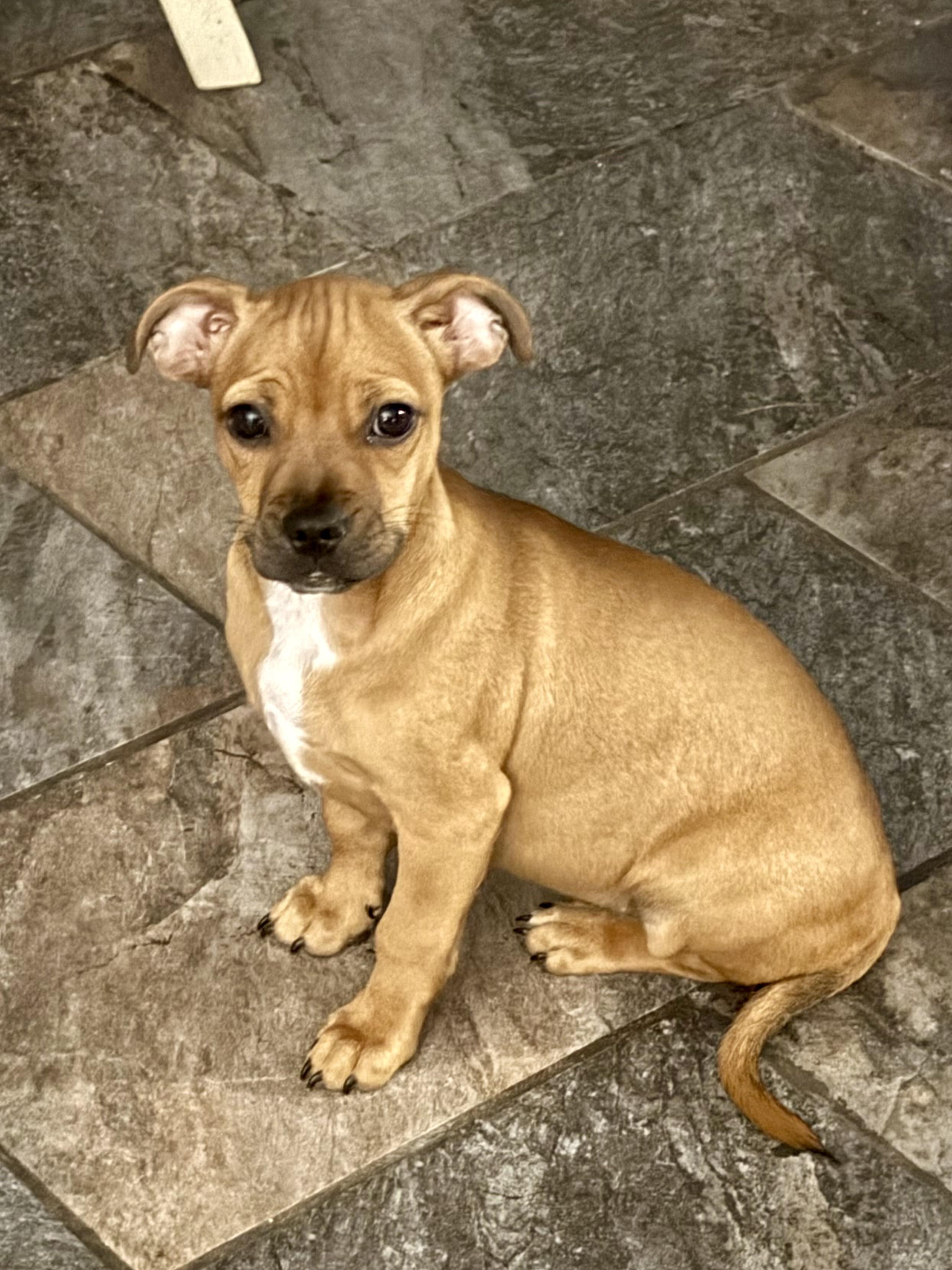 Finn *fee partially sponsored”, adopted, Puppy Male Boston Terrier & Rat Terrier.