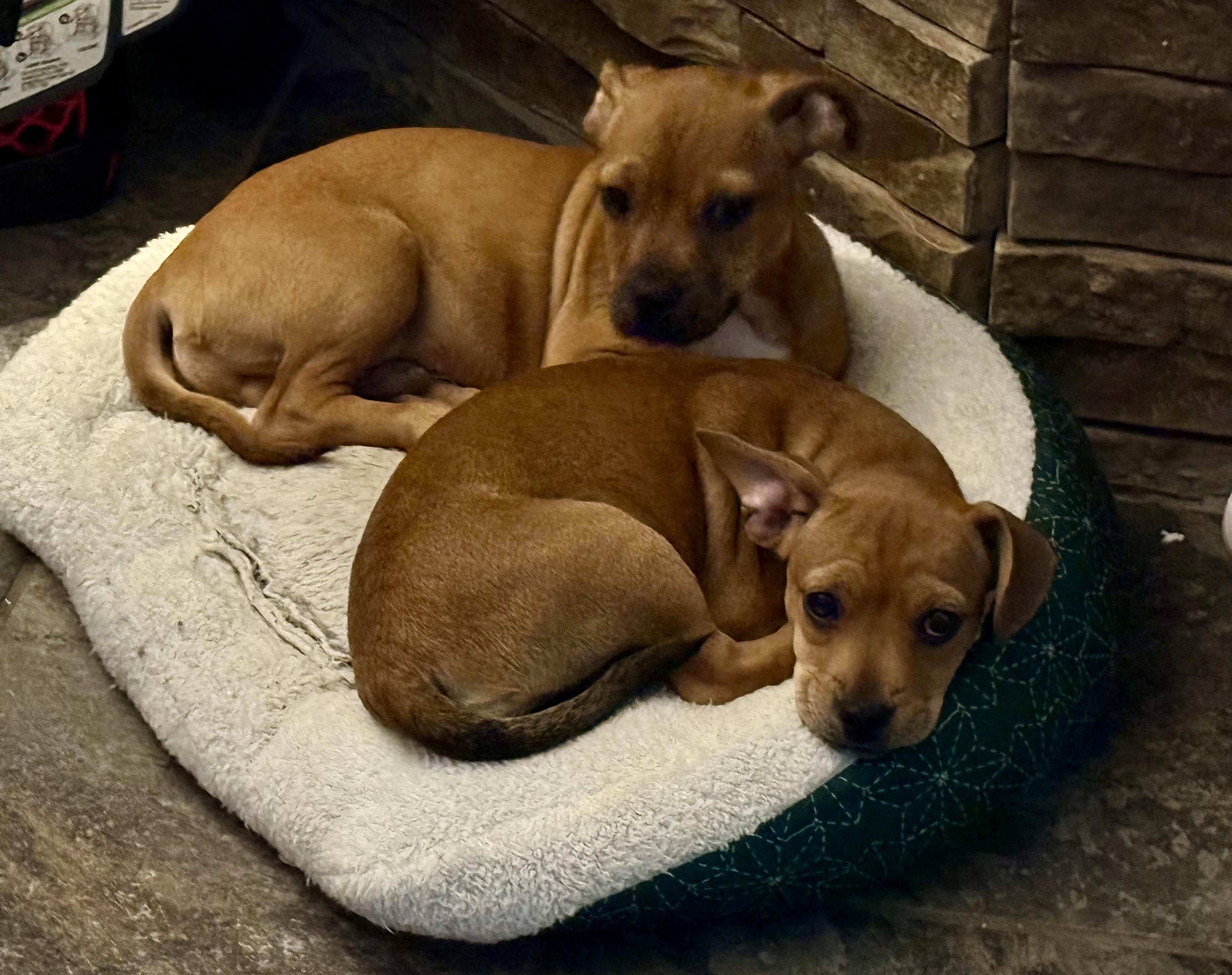 Enlarge Finn *fee partially sponsored”, an adopted mixed breed in Houma, LA image 3/4