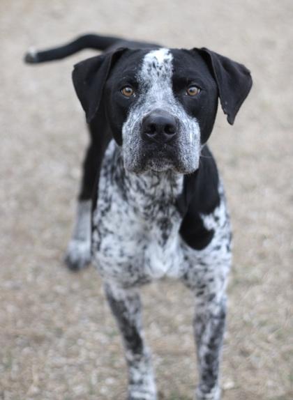 Scout — thumbnail 2