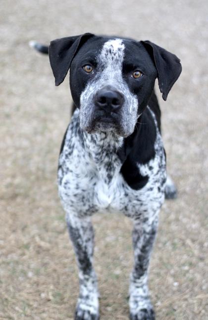 Scout — thumbnail 3