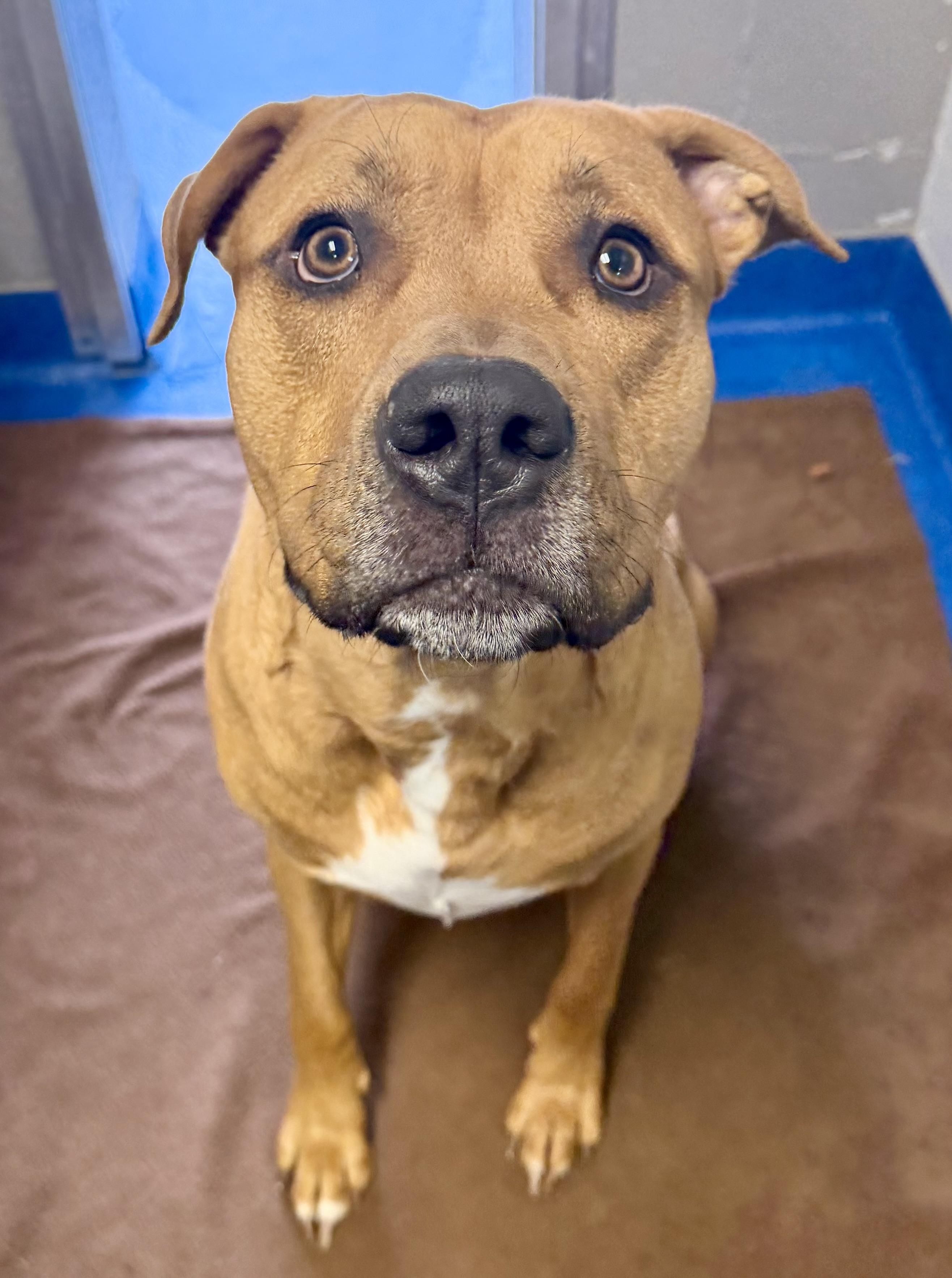 Enlarge Timber , an adopted mixed breed in Lancaster, SC image 4/5