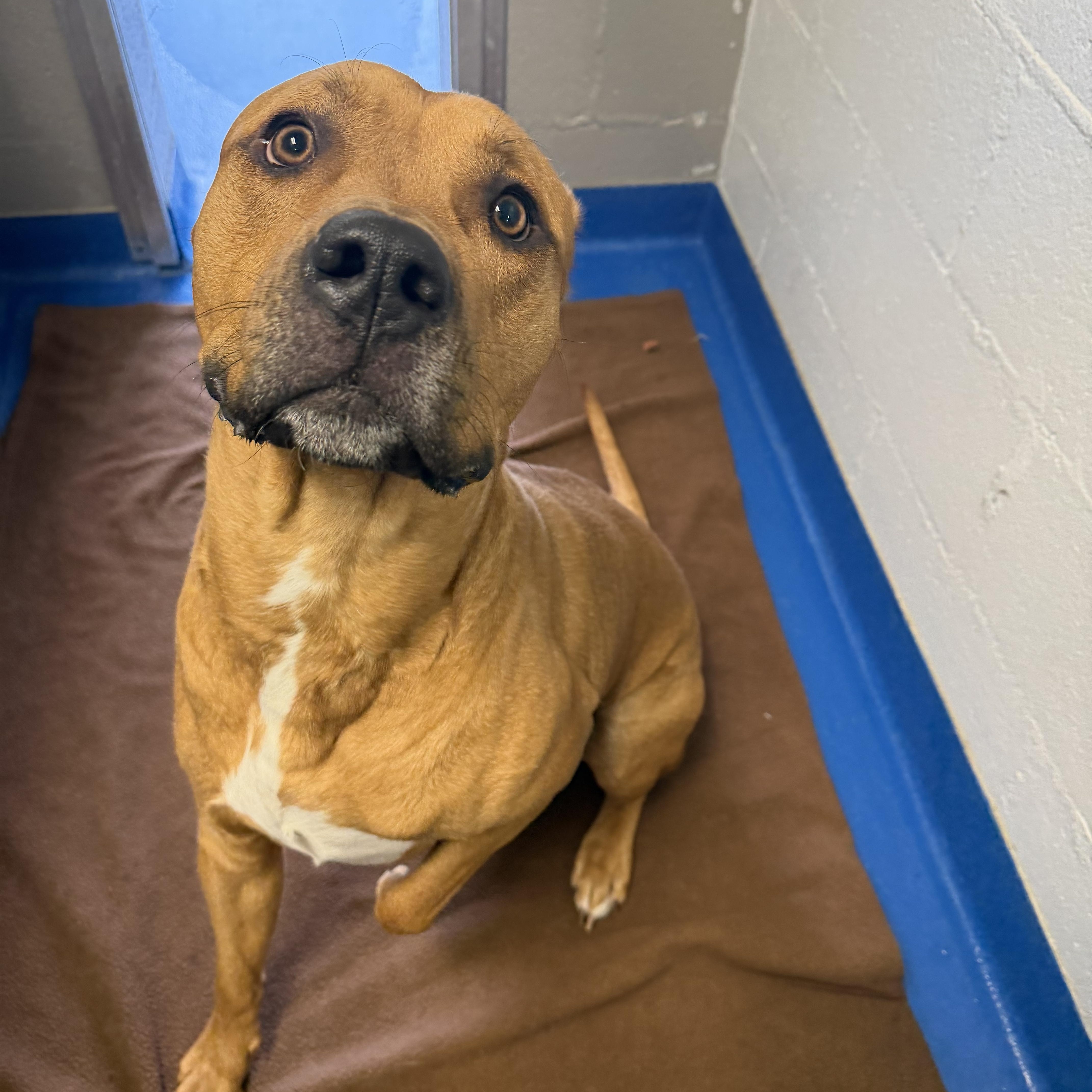 Enlarge Timber , an adopted mixed breed in Lancaster, SC image 5/5