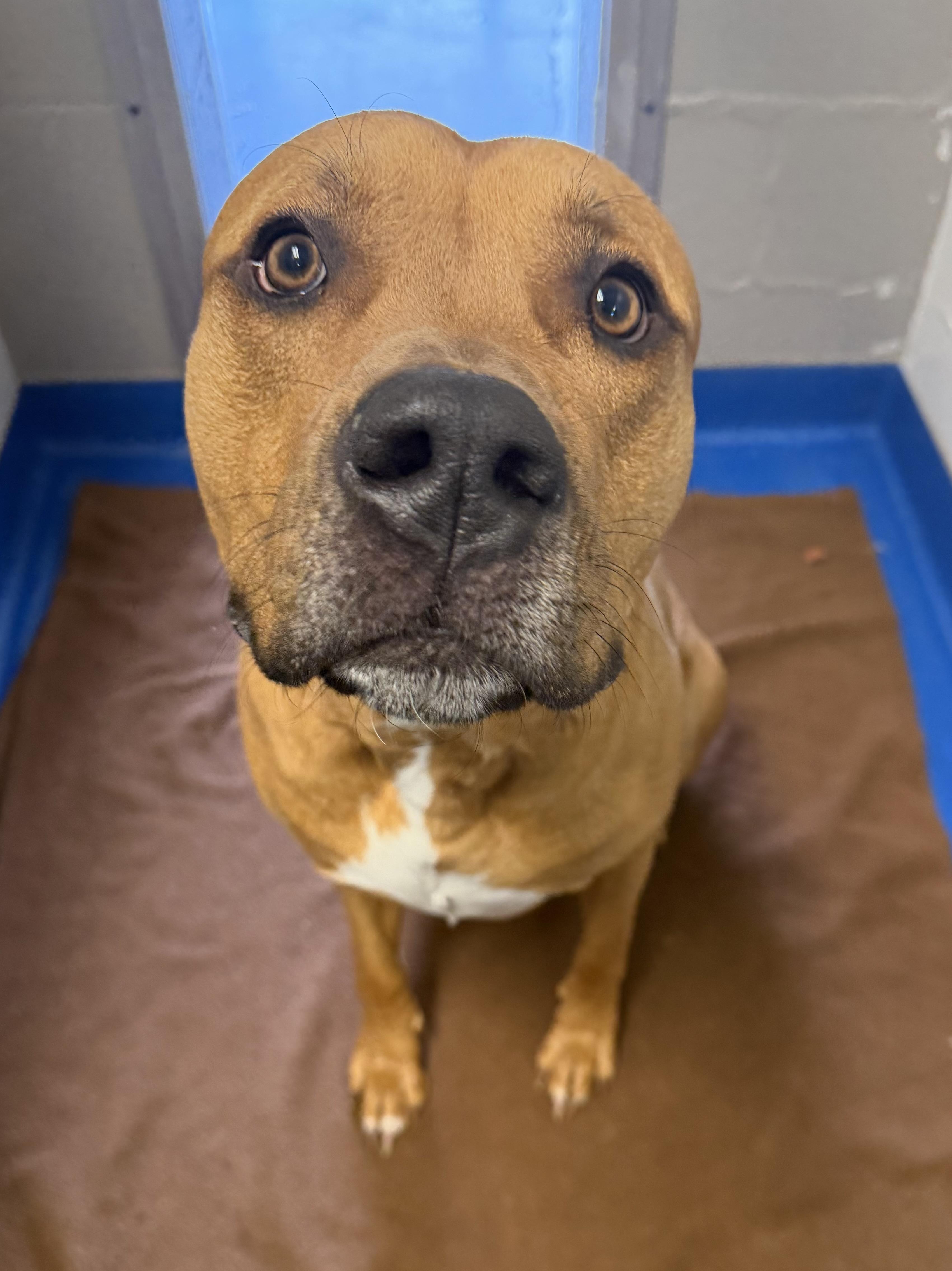 Enlarge Timber , an adopted mixed breed in Lancaster, SC image 3/5