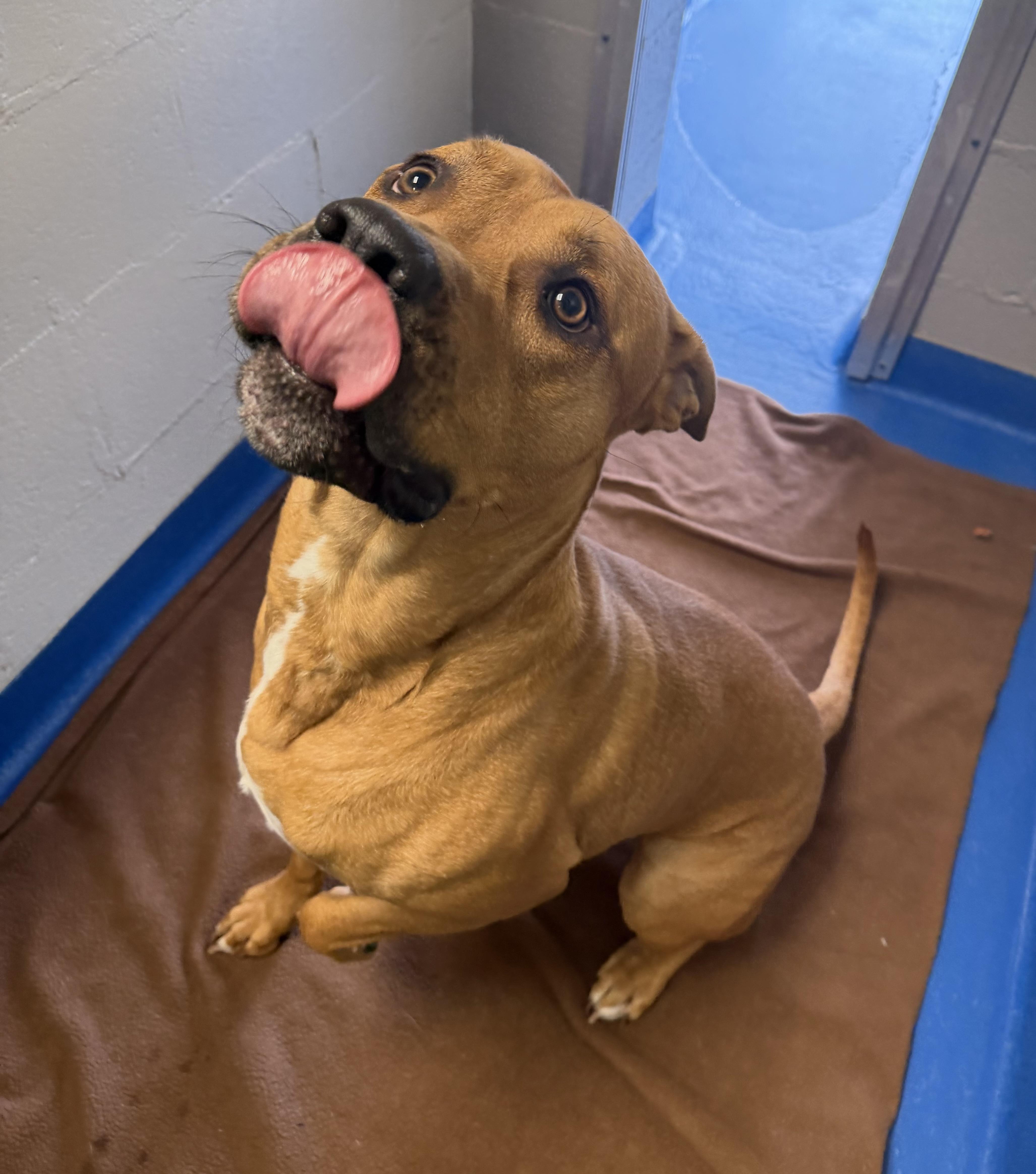 Enlarge Timber , an adopted mixed breed in Lancaster, SC image 2/5