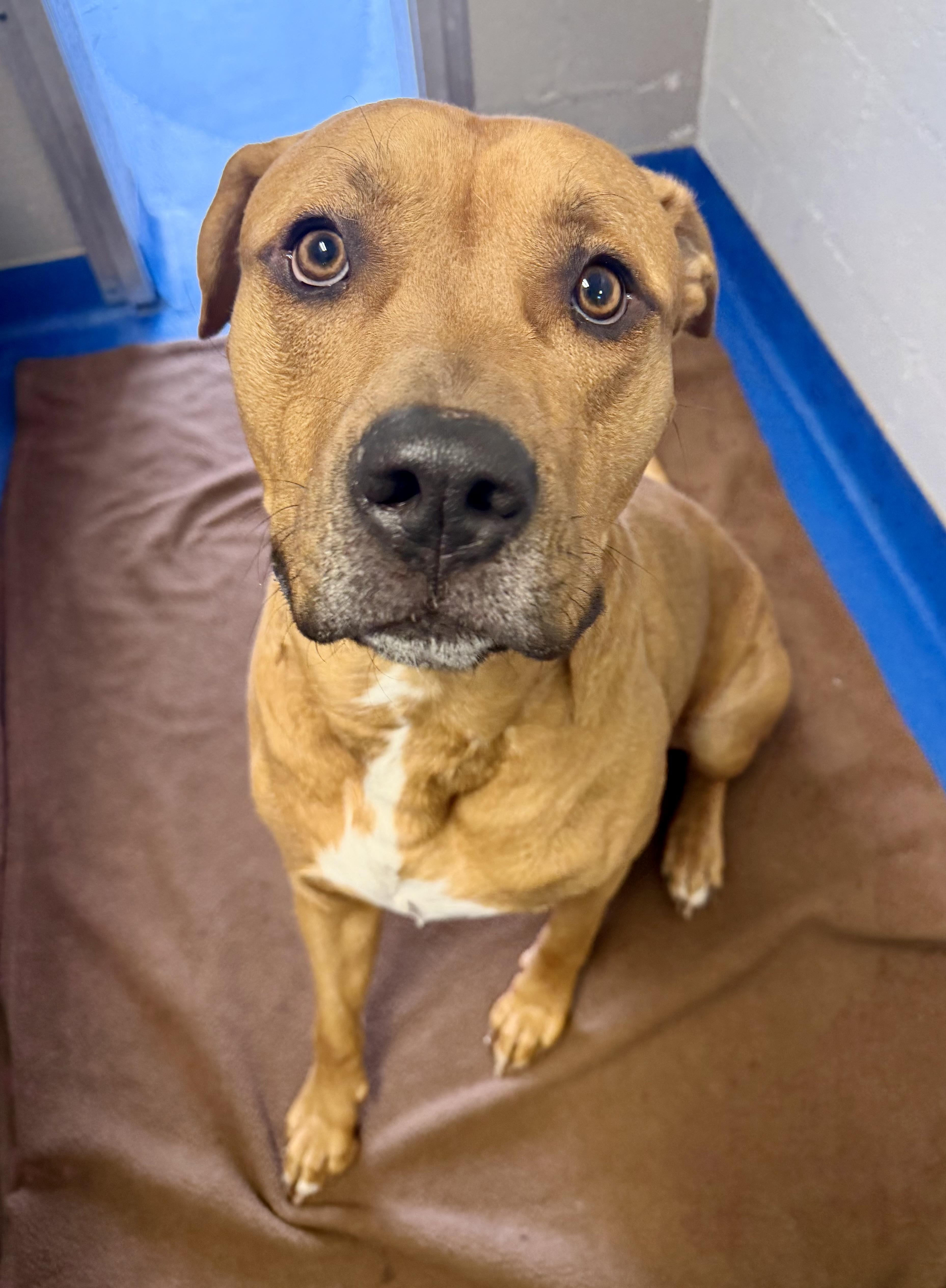 Timber , adopted, Adult Male Retriever & Hound.