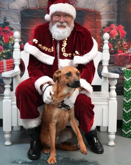 Enlarge Rocket, a Adoptable mixed breed in Bowling Green, KY image 1/3