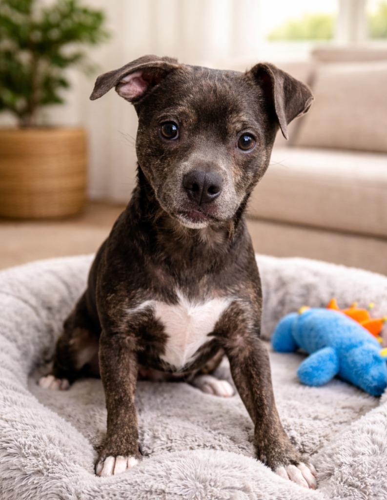 Alfalfa, Adoptable, Young Male Mixed Breed.