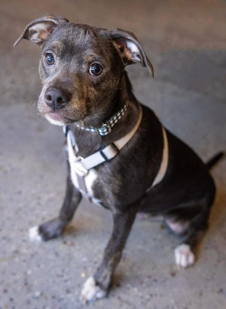 Alfalfa, Adoptable, Puppy Male Mixed Breed.