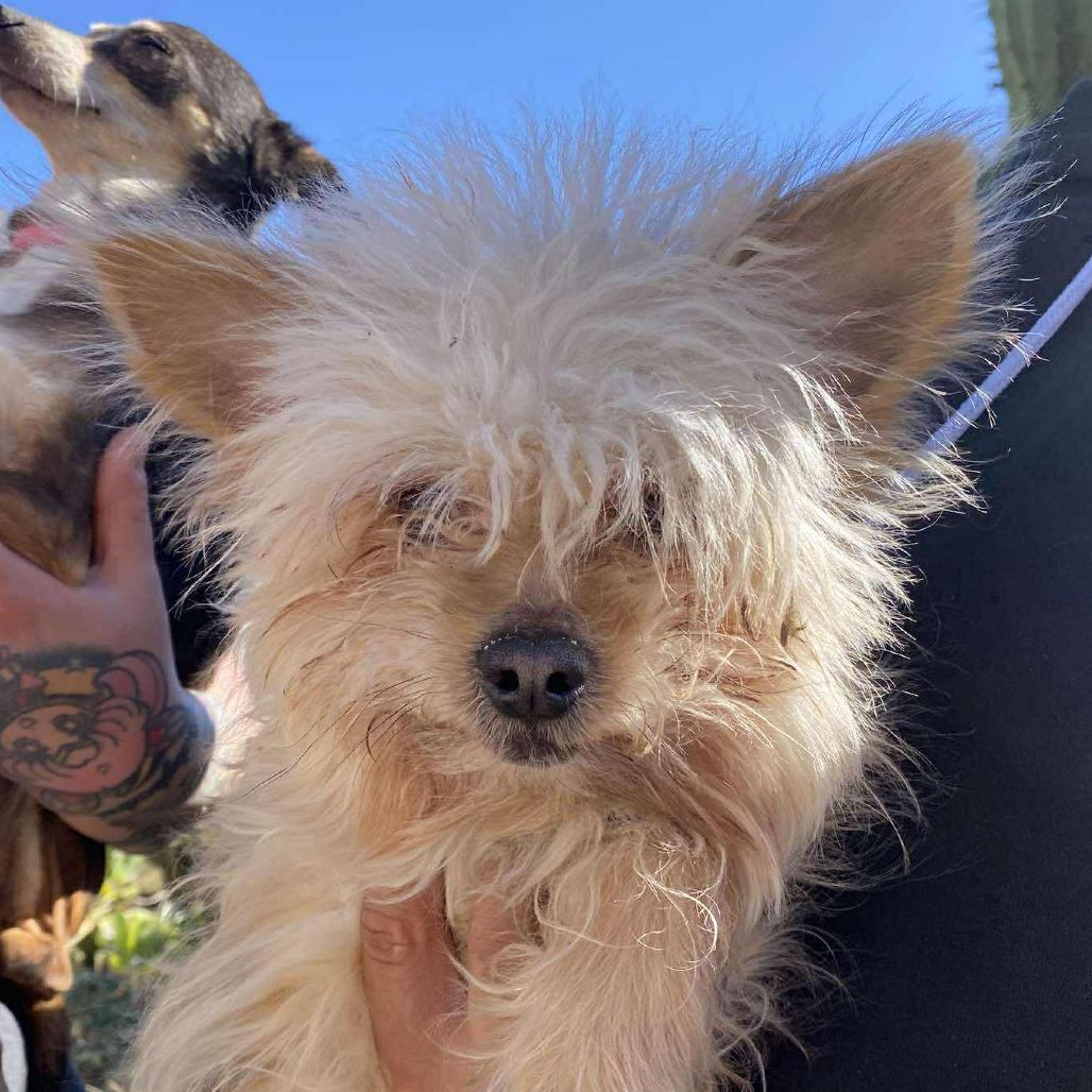 Gearhart — thumbnail 2