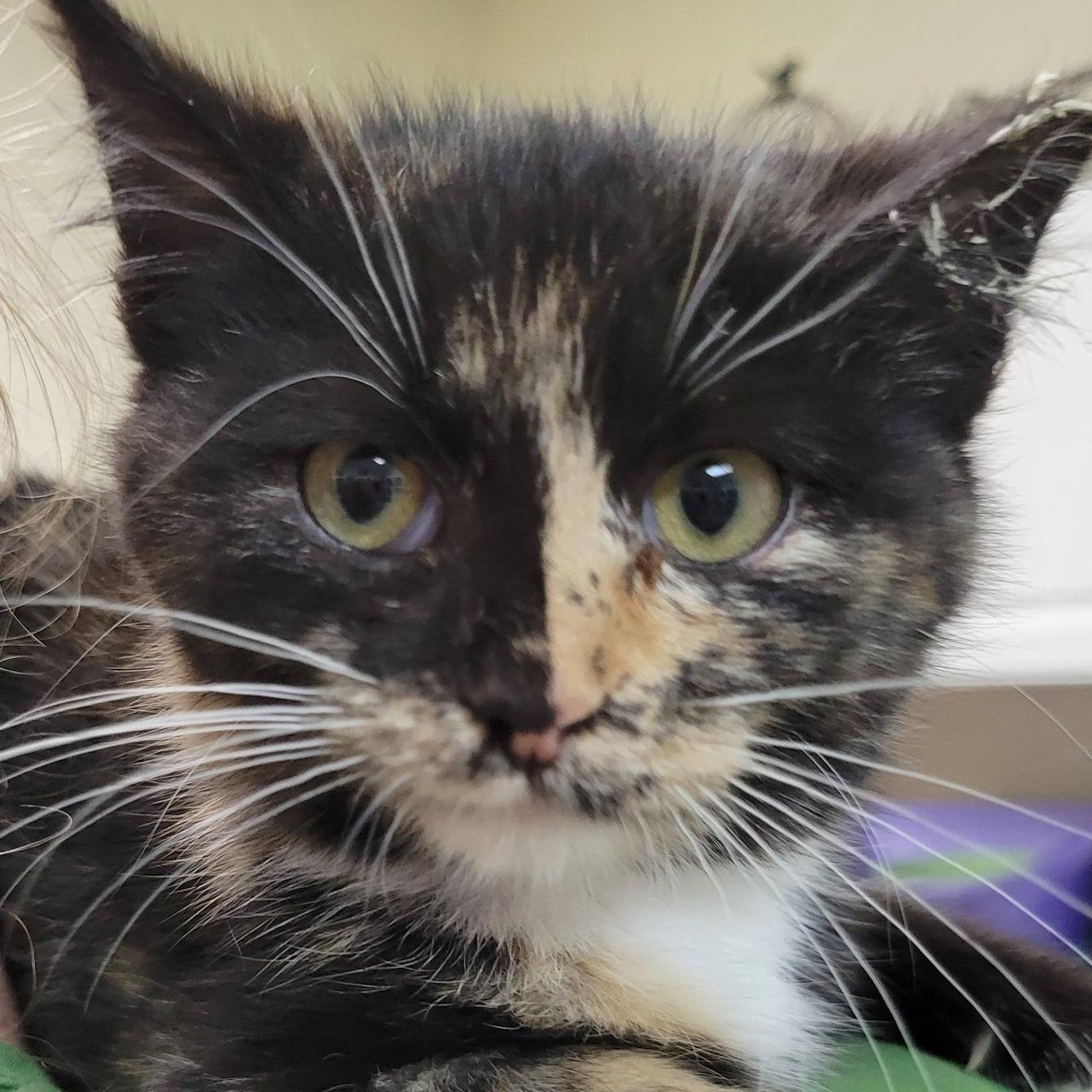 Enlarge Chuu, an adopted Calico in Mazon, IL image 1/1