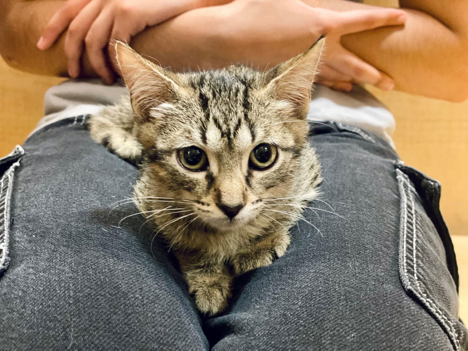 Winnie (7140), a Adoptable Tabby in Wesley Chapel, FL image 1/2