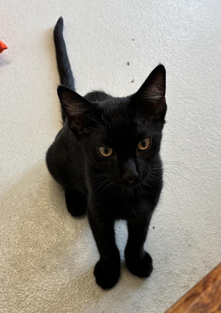 Bowie, ADOPTABLE, Kitten Male Domestic Short Hair.