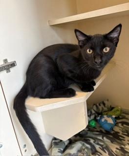 Bowie, Adoptable, Kitten Male Domestic Short Hair.