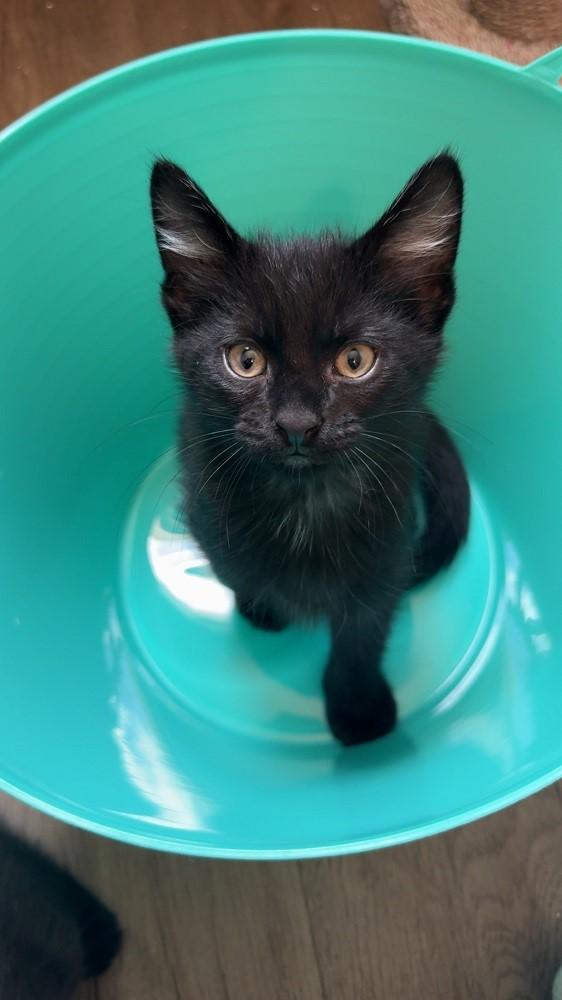 Enlarge Bowie, a ADOPTABLE Domestic Short Hair in Mason City, IA image 2/2