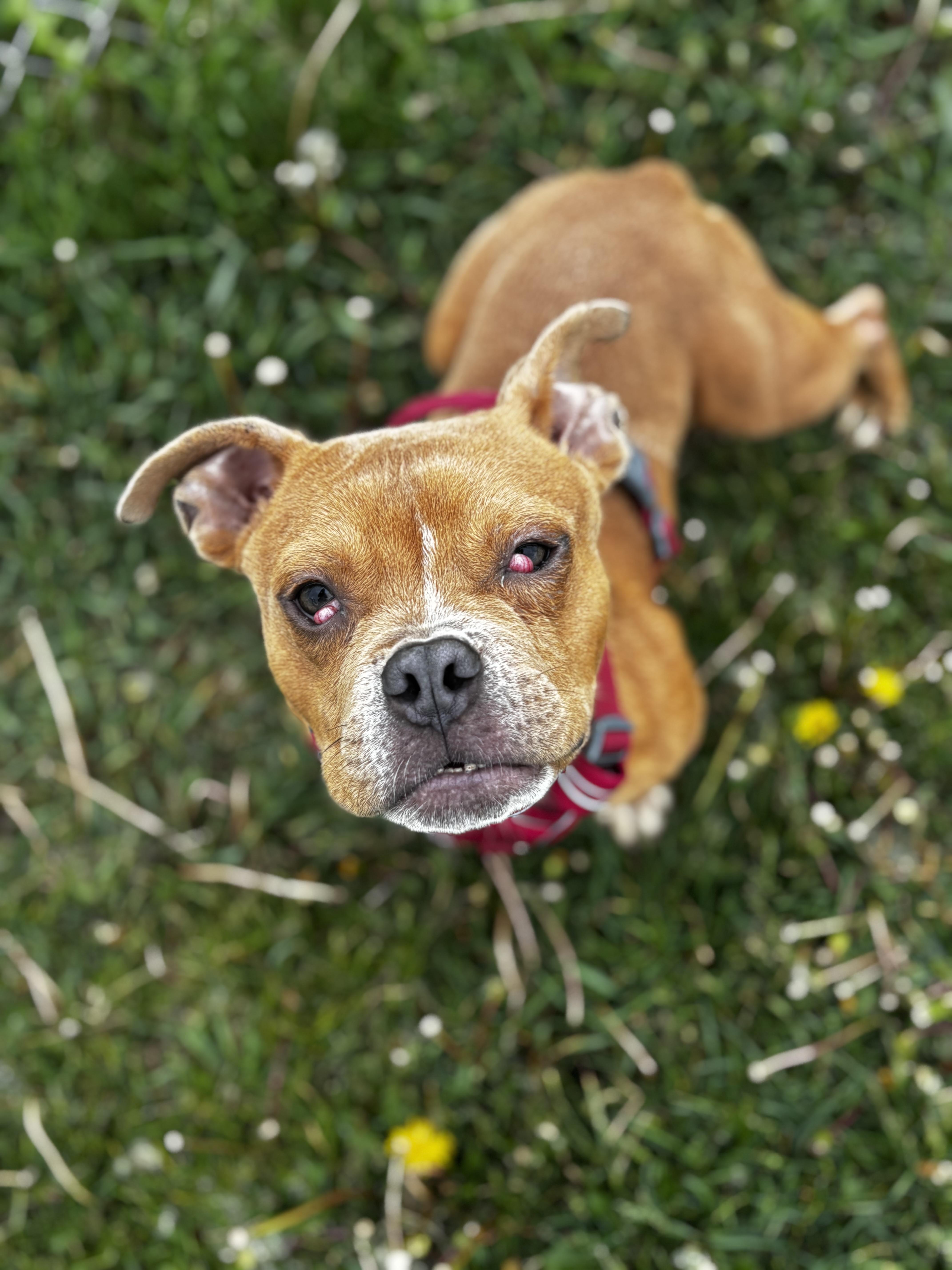 Lil Budda, a ADOPTABLE American Bully in Dodgeville, WI image 1/4