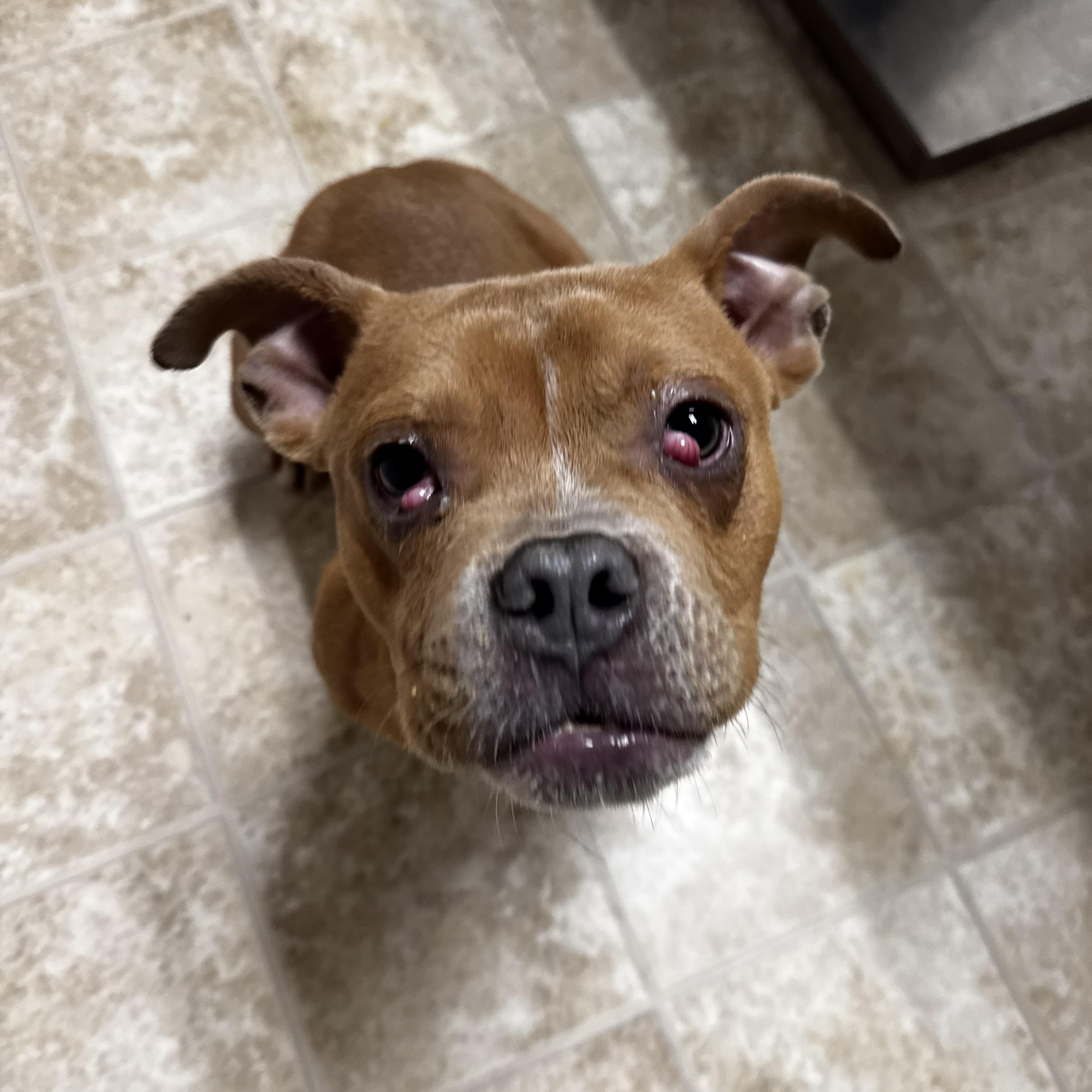 Lil Budda, a ADOPTABLE American Bully in Dodgeville, WI image 2/4
