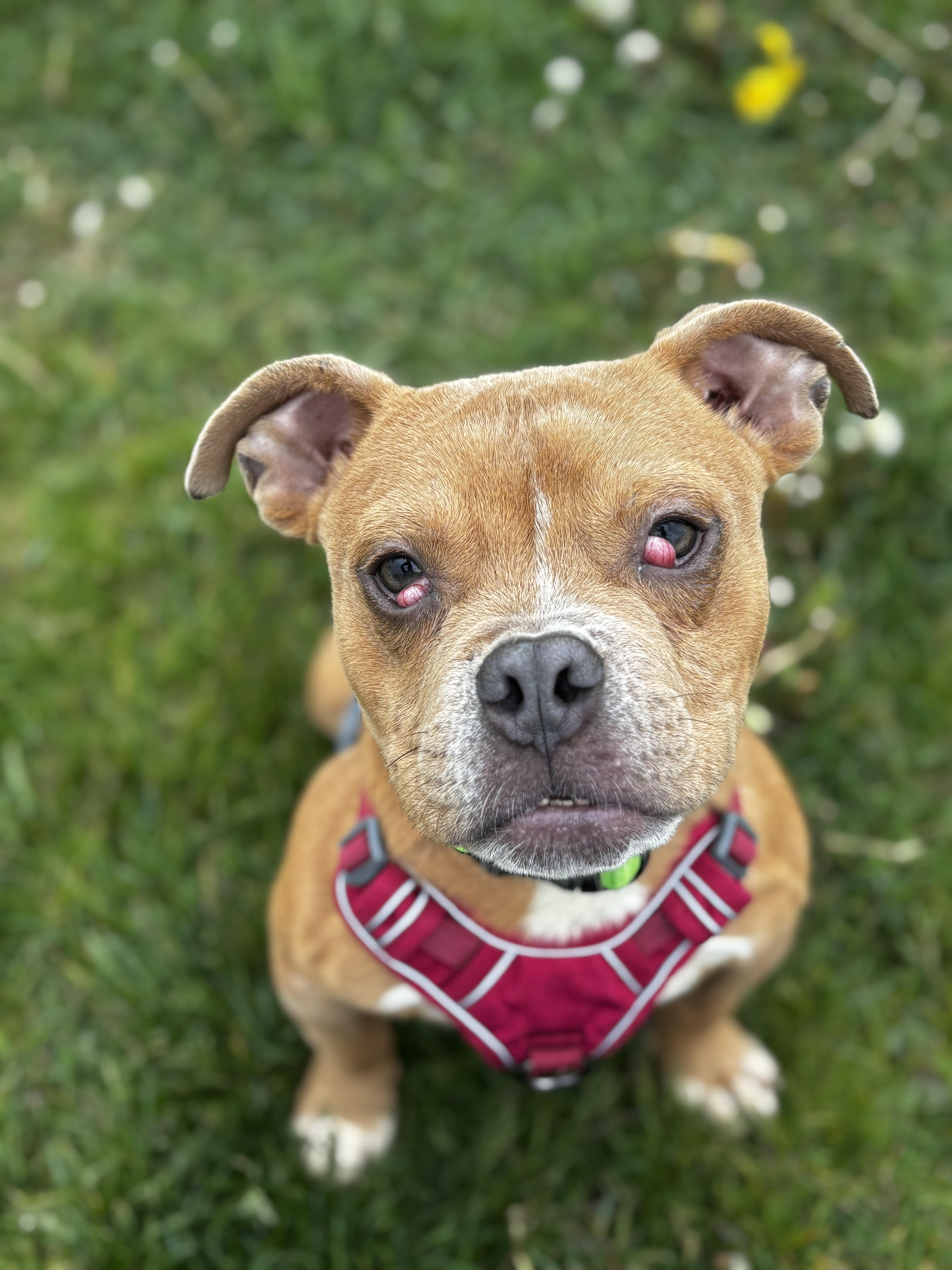 Lil Budda, a ADOPTABLE American Bully in Dodgeville, WI image 3/4
