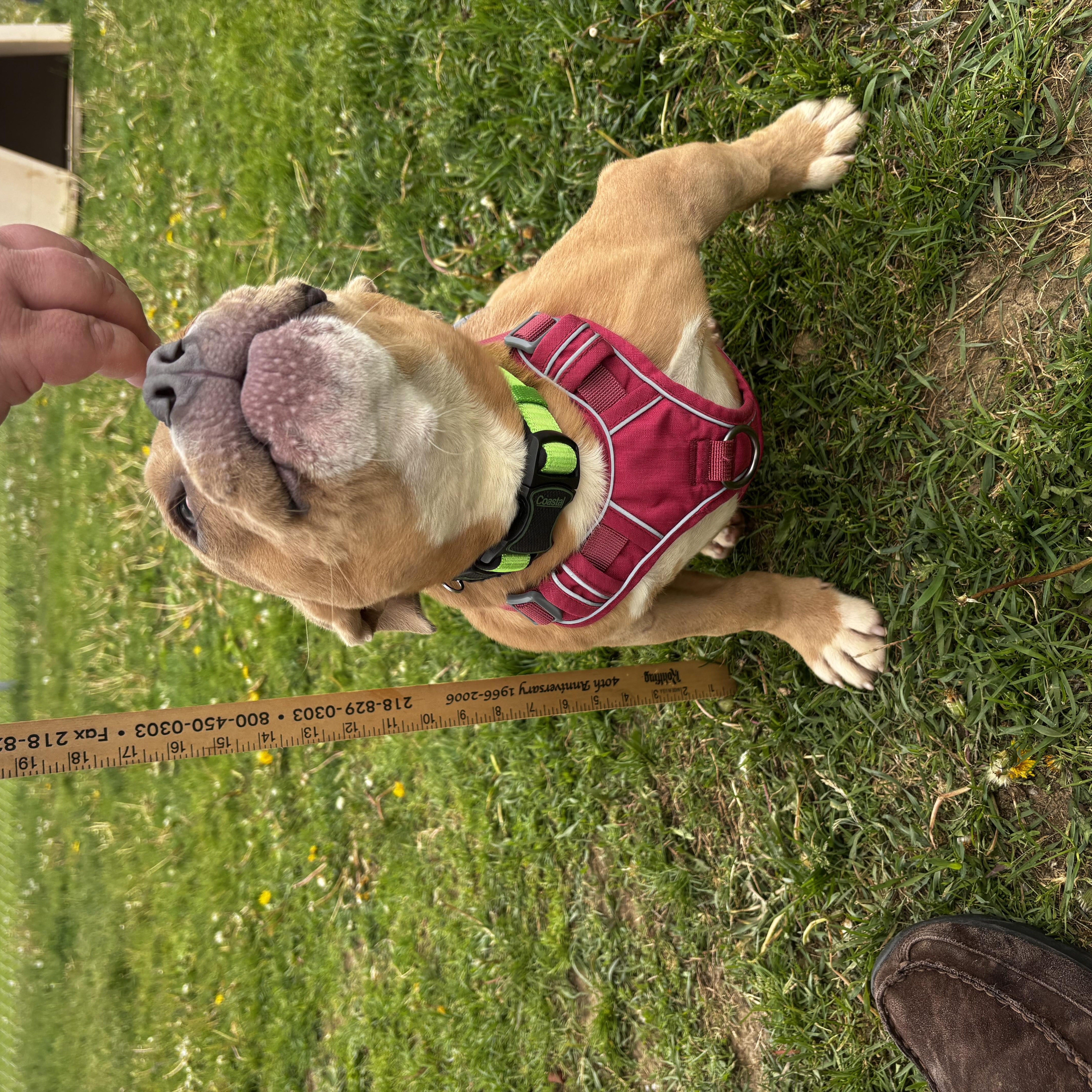 Lil Budda, a ADOPTABLE American Bully in Dodgeville, WI image 4/4