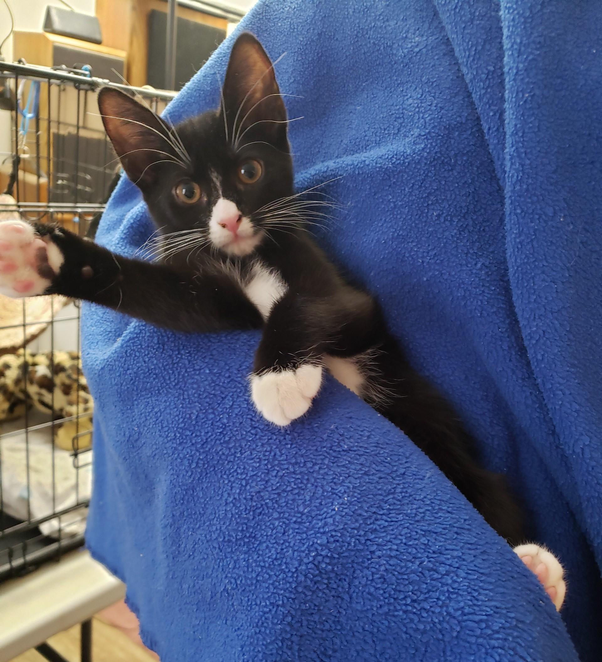 Enlarge Sophie, a Adopted Domestic Short Hair in Middletown, CT image 2/4