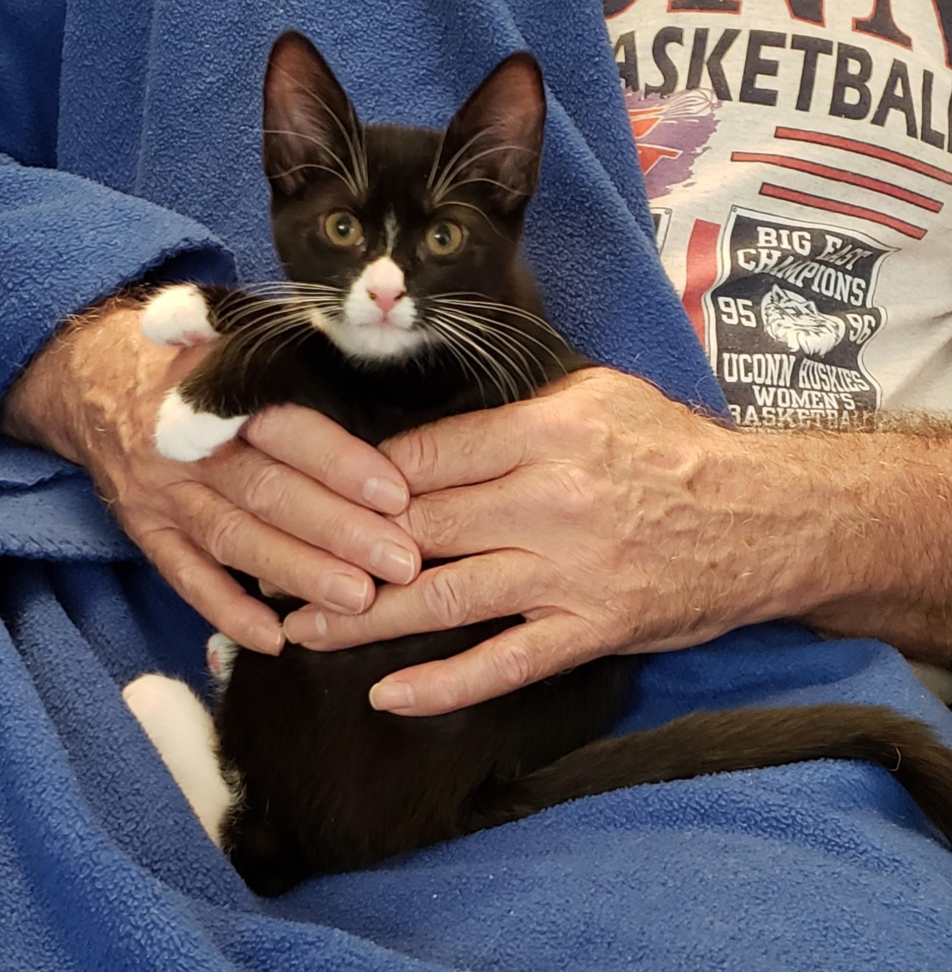 Enlarge Sophie, a Adopted Domestic Short Hair in Middletown, CT image 3/4