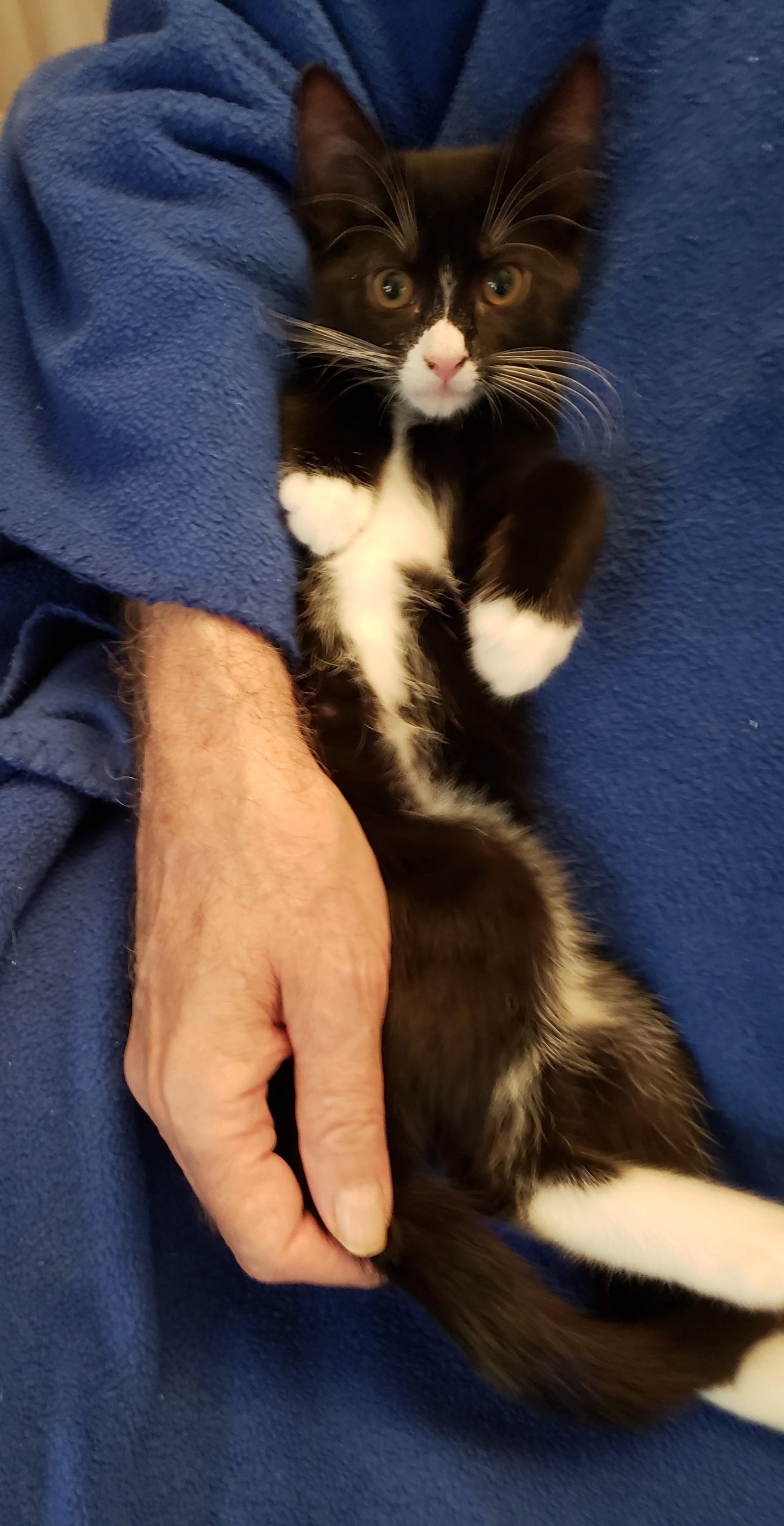 Sophie, Adopted, Kitten Female Domestic Short Hair.