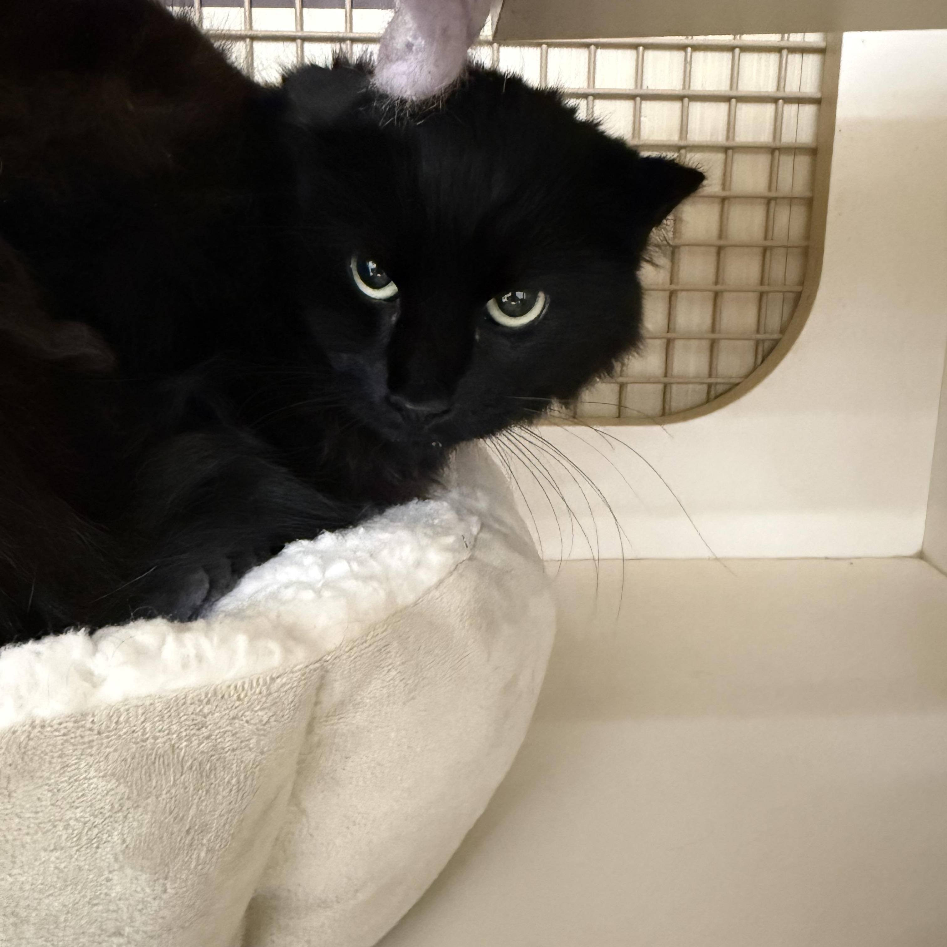 Enlarge Flooftastic, a ADOPTABLE Domestic Medium Hair in Las Vegas, NV image 1/1