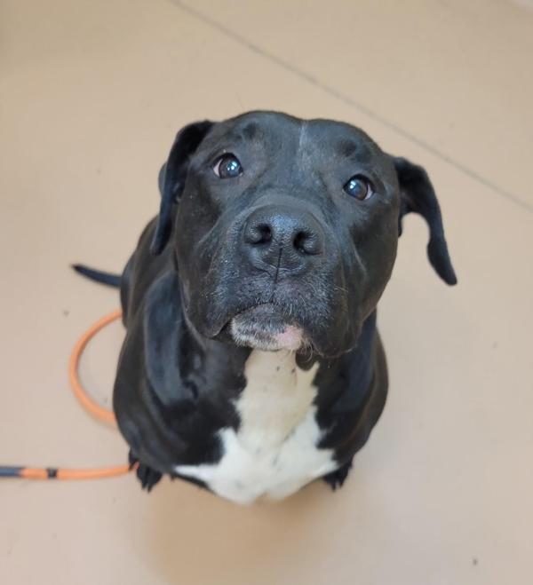 Nala, Adoptable, Adult Female Pit Bull Terrier.