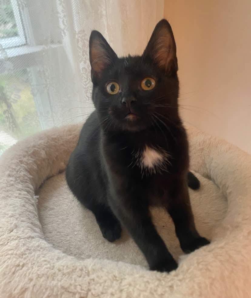 AMBER, an adoptable Domestic Short Hair in St Francois Xavier, MB, R4L 1A2 | Photo Image 1