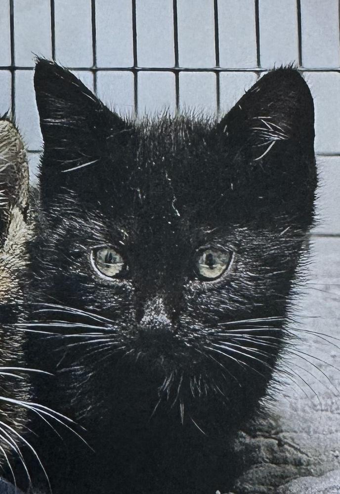 Cobweb — thumbnail 2