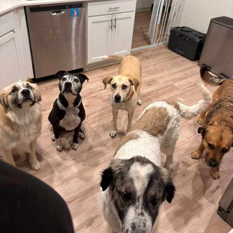 Enlarge Skye, an adopted mixed breed in Jackson , MI image 4/6