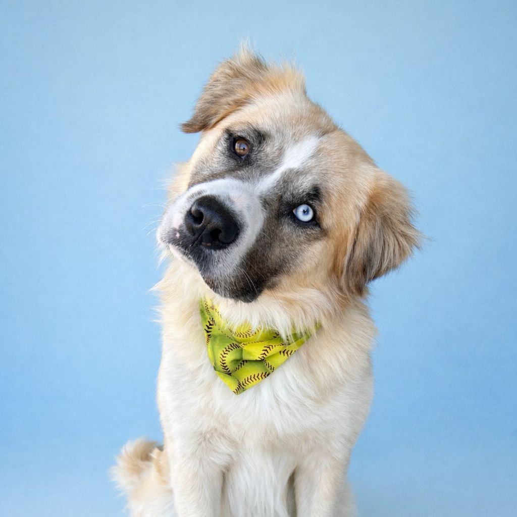 Enlarge Skye, an adopted mixed breed in Jackson , MI image 2/6