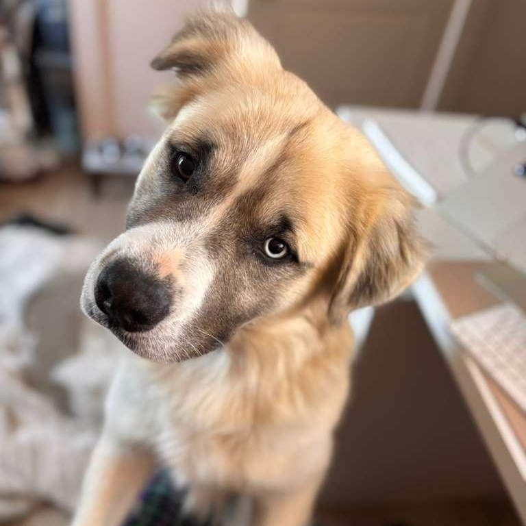 Enlarge Skye, an adopted mixed breed in Jackson , MI image 3/6