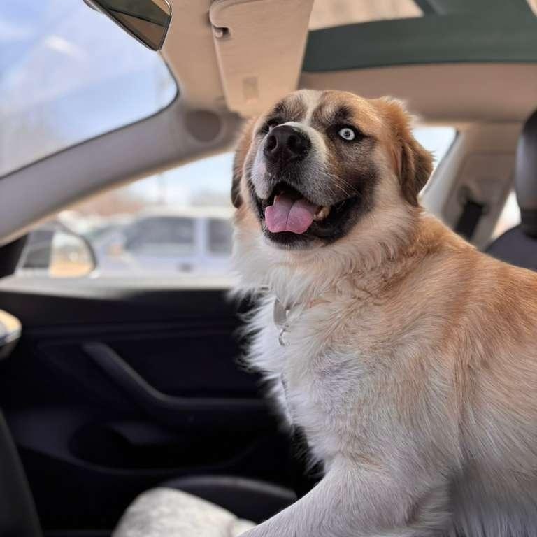 Enlarge Skye, an adopted mixed breed in Jackson , MI image 5/6