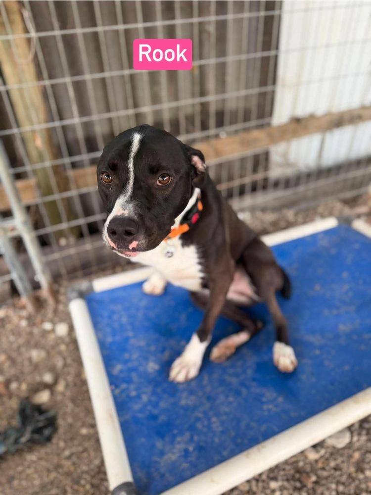 Enlarge Rook AKA D pup- Brook, a Adoptable mixed breed in Warrenton, MO image 1/6